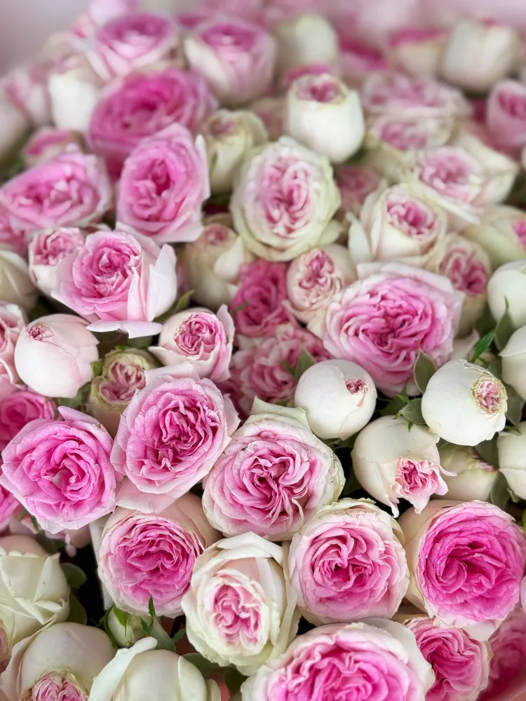 Sweet rosé spray (25 stems)