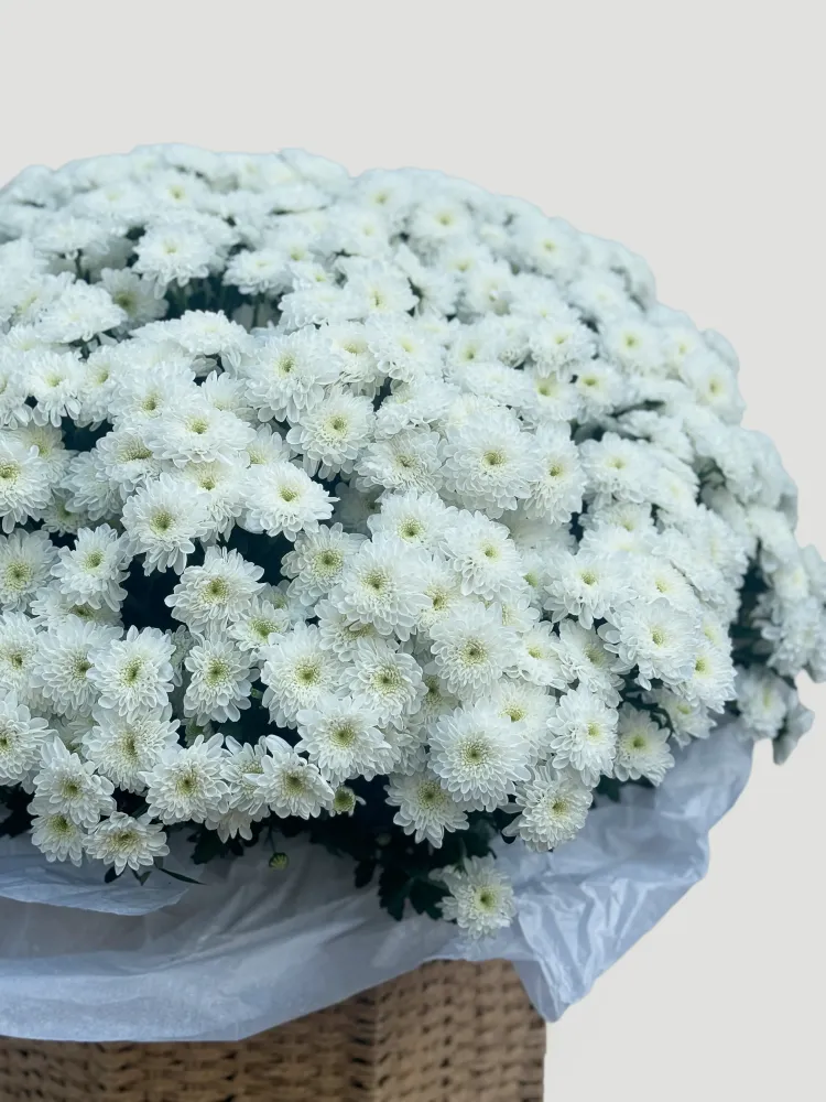 Pure grace – white chrysanthemum basket