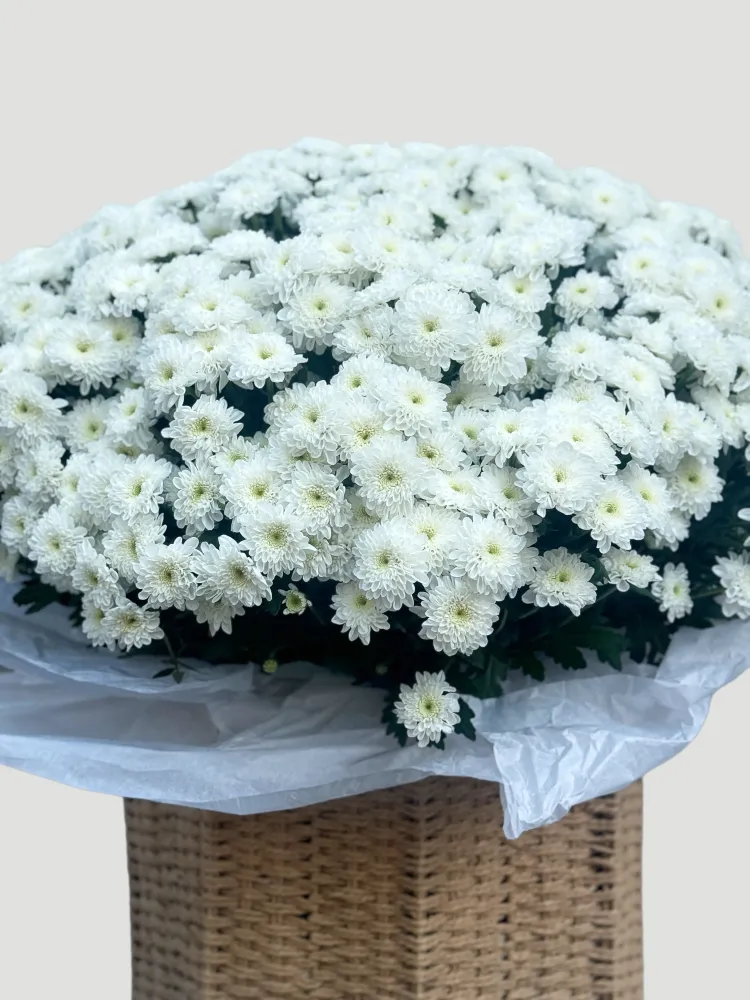 Pure grace – white chrysanthemum basket