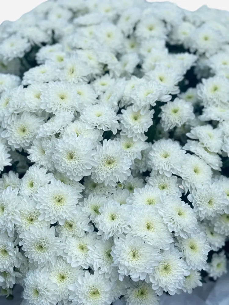 Pure grace – white chrysanthemum basket