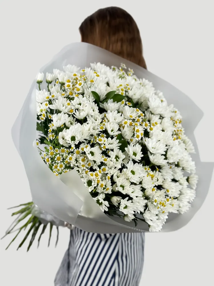 Daisy dream