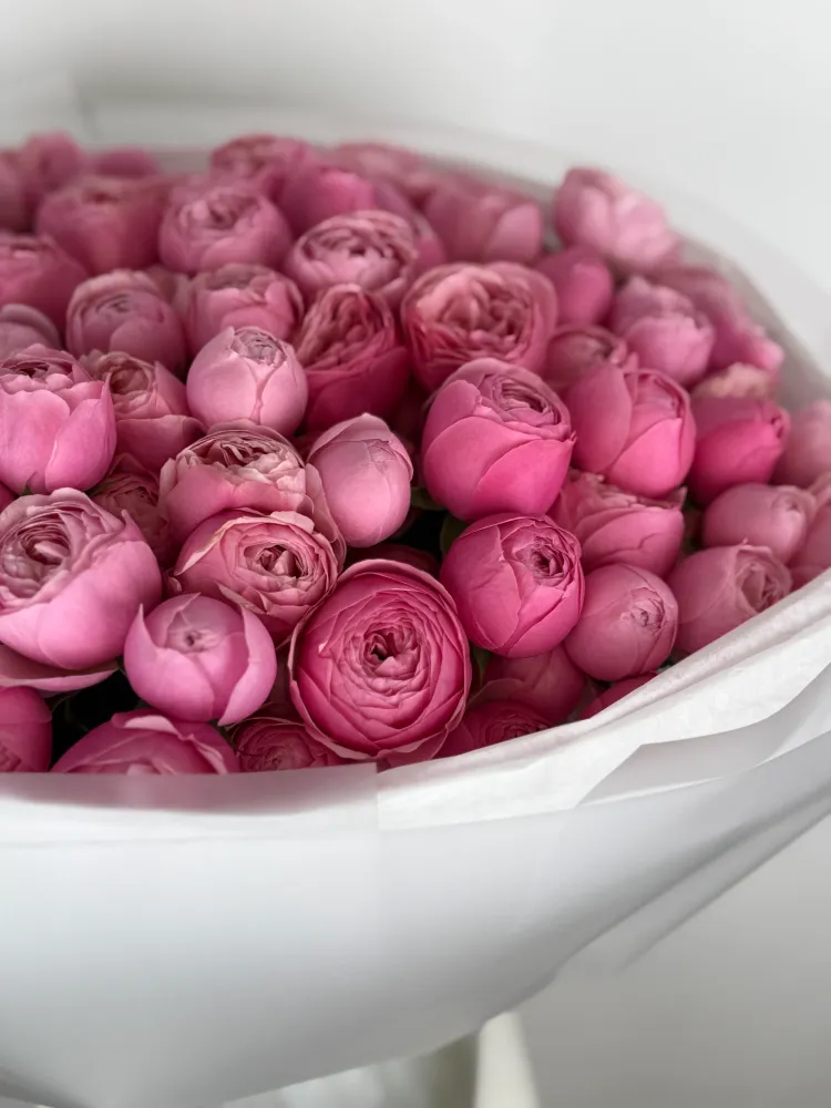 Pink garden elegance roses
