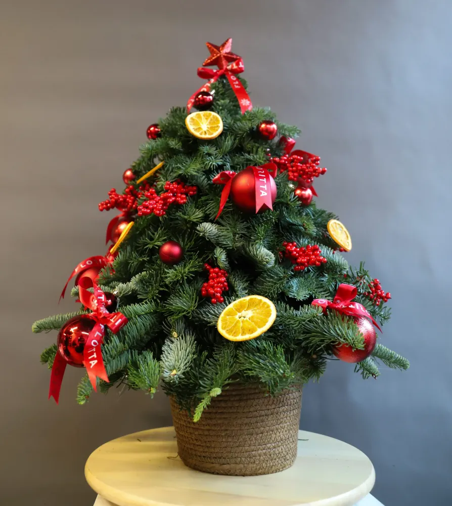 Scarlet citrus Christmas tree