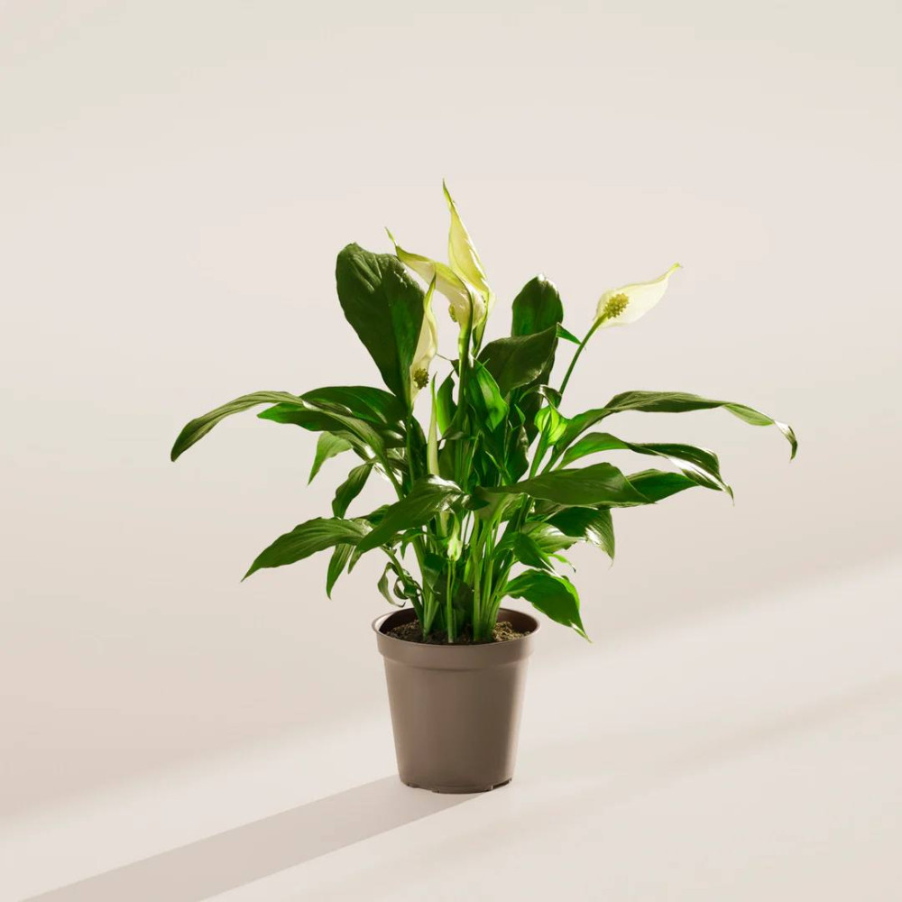 Spathiphyllum "sweet alana" (50 cm, pot size 12 cm)