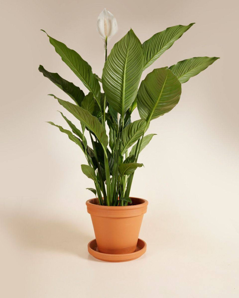 Spathiphyllum "sweet sebastiano" (130 cm, pot size 24 cm)