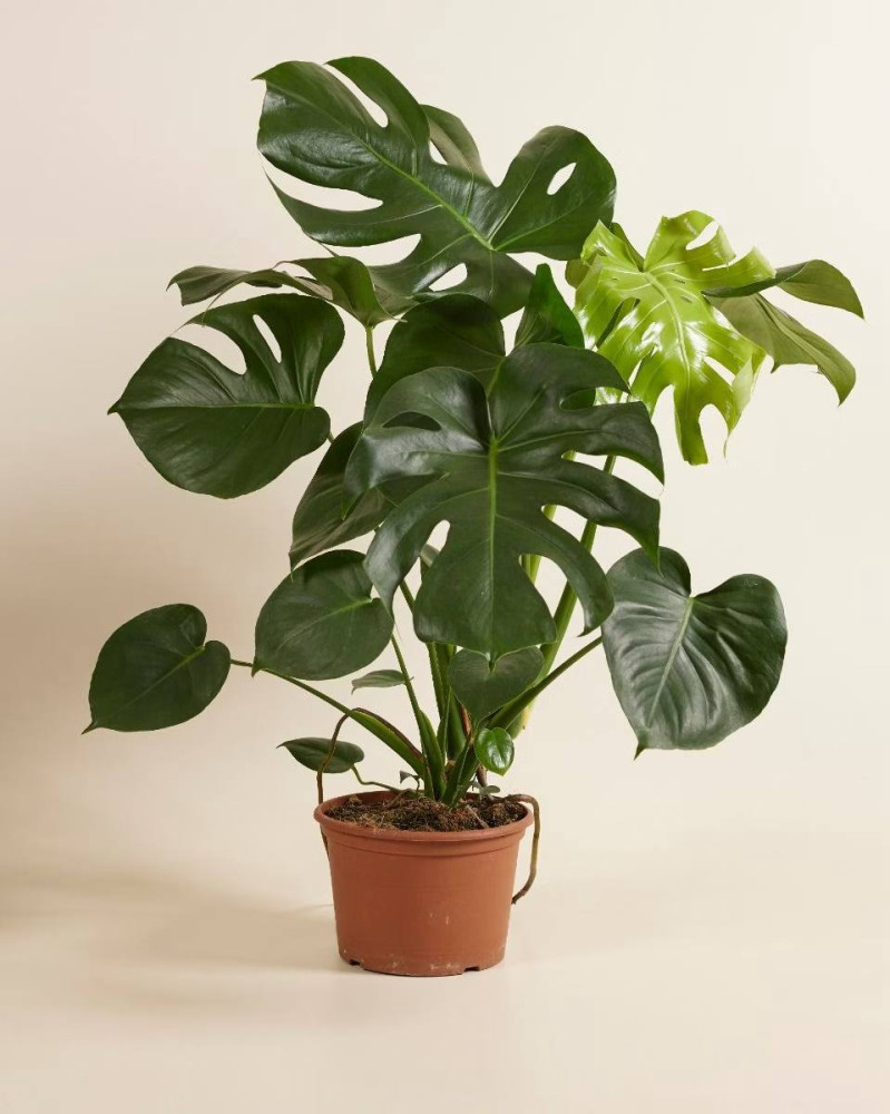 Monstera deliciosa (75 cm, pot size 21 cm)