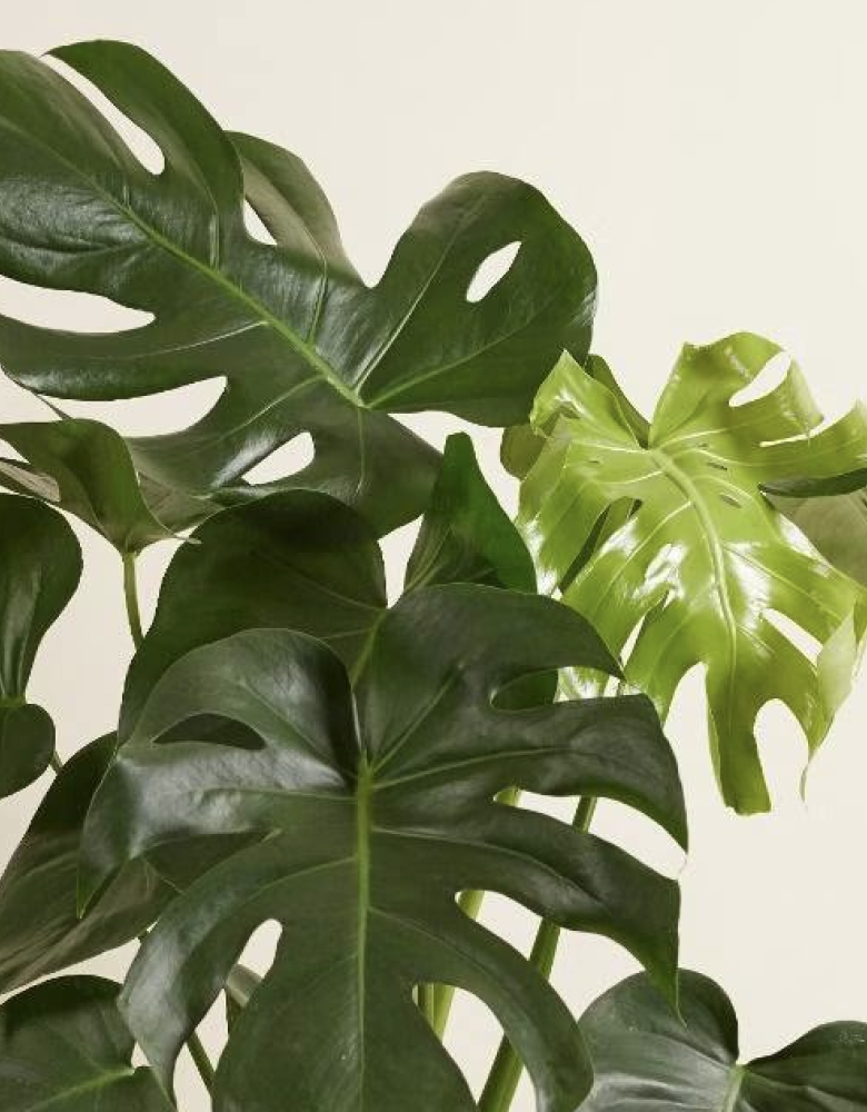 Monstera deliciosa (75 cm, pot size 21 cm)