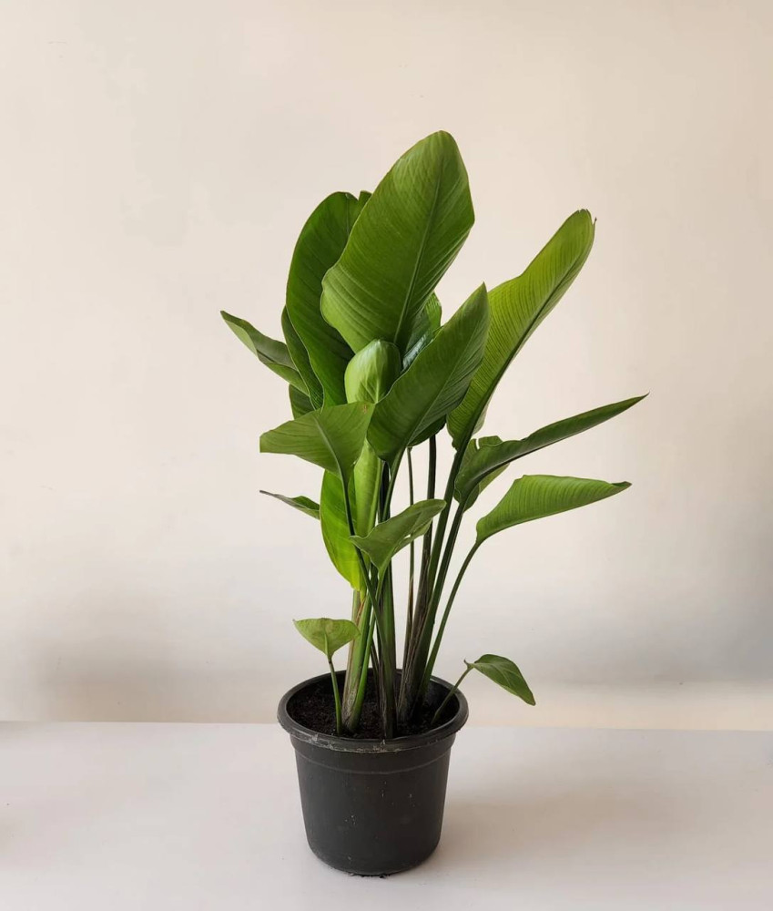 Strelitzia nicolai (170 cm, pot size 24 cm)