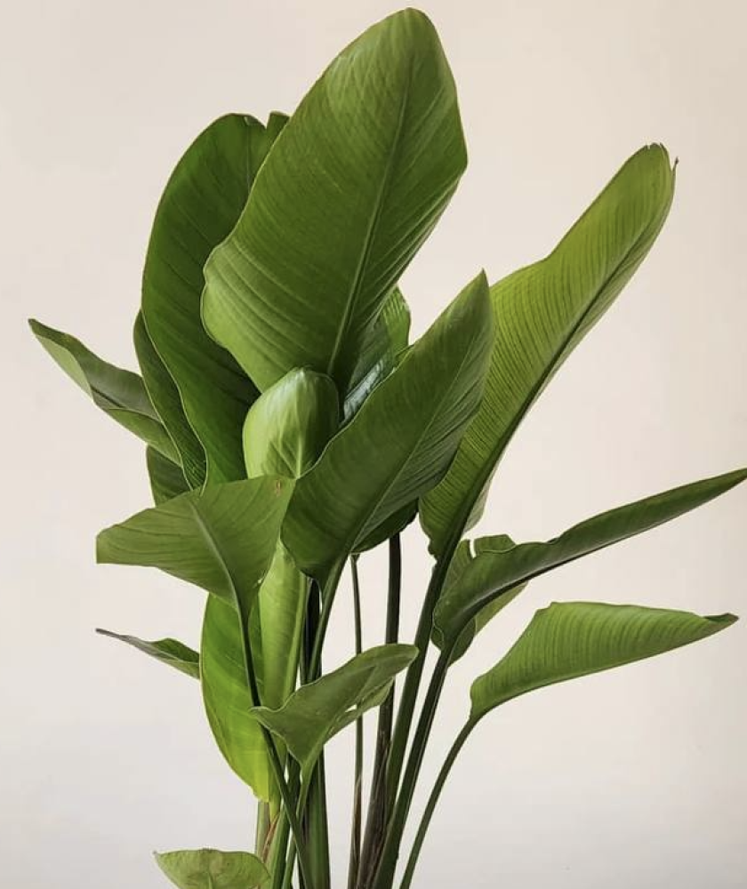 Strelitzia nicolai (170 cm, pot size 24 cm)