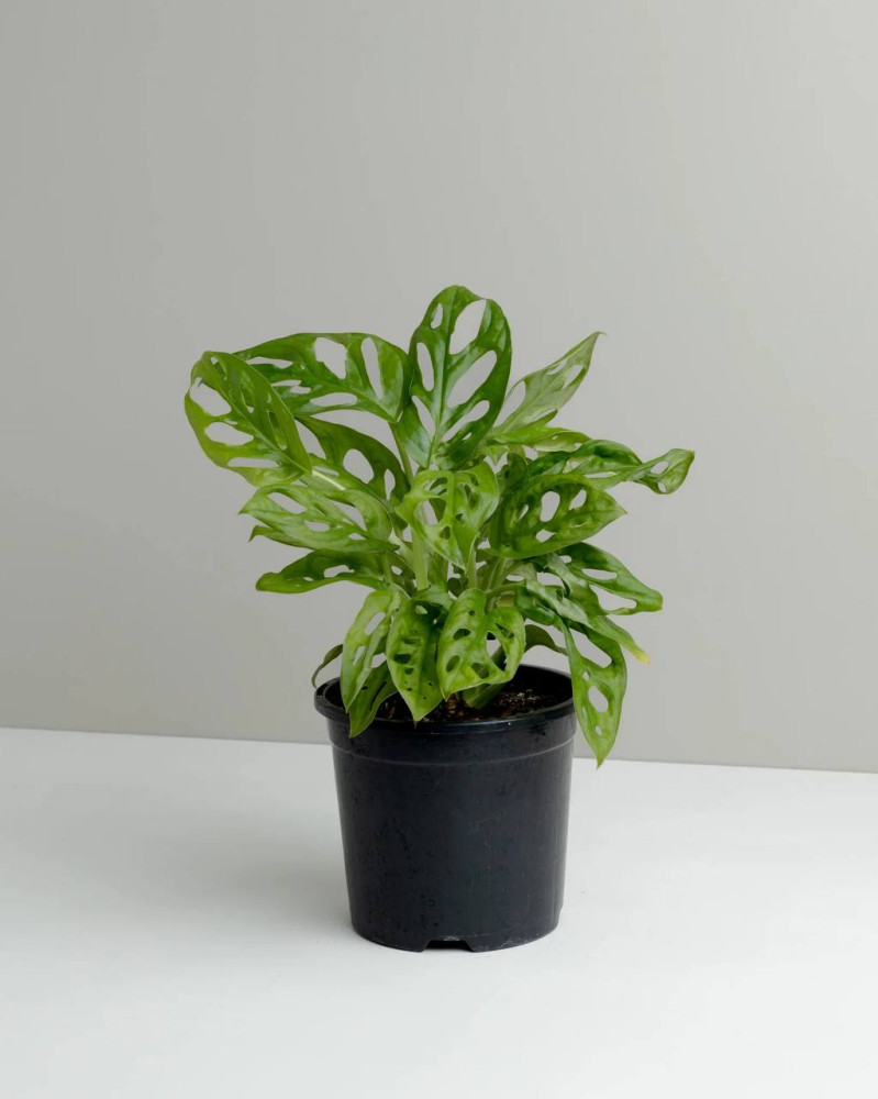 Monstera "monkey mask" (40 cm, pot size 25 cm)