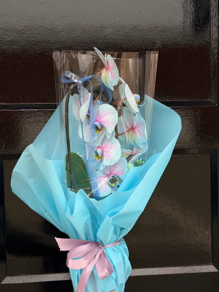 Sky-blue orchid