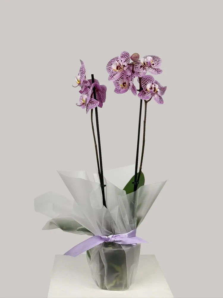 Purple orchid