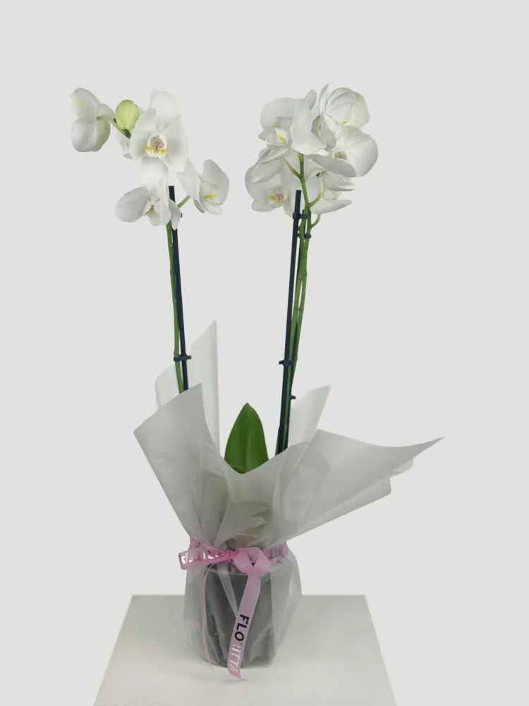 White orchid