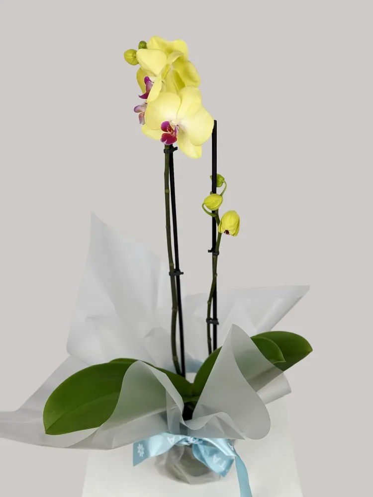 Yellow orchid