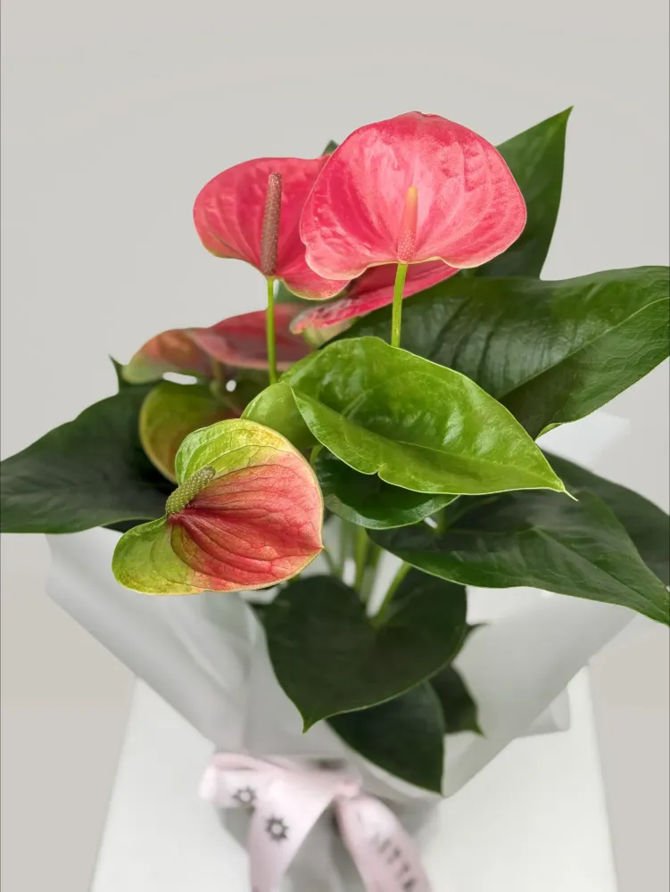Flamingo flower