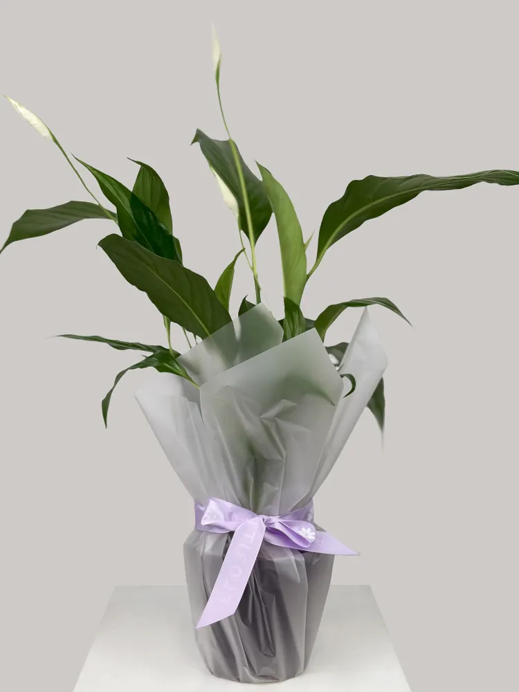 Peace lily plant